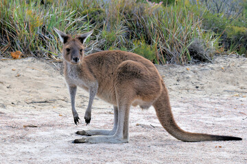 Kangoeroe in Cape Le Grand National Park, Esperance, West-Australië