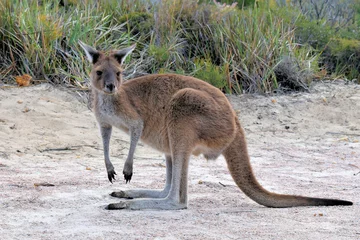 Fototapete Cape Le Grand National Park, Westaustralien Känguru im Cape Le Grand National Park, Esperance, Westaustralien