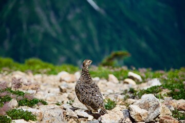 唐松岳の雷鳥