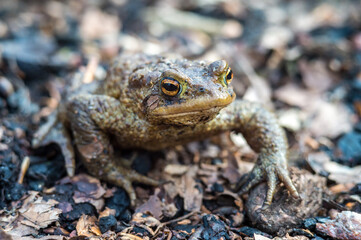 Forest Toad. A frog in the woods. Amphibian jumping through the woods. The toad moves to the lake.