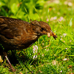 Amsel sucht Würmer