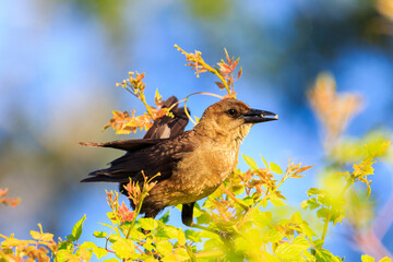 Boat-tailed Grackle at Lake Wier