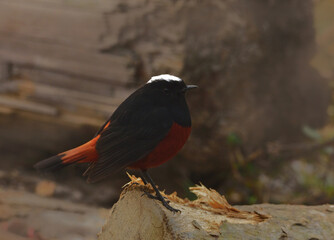 white capped redstart bird in habitat