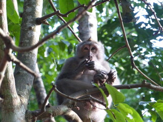 singe à bali