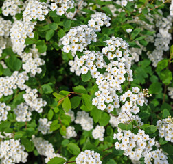 Blühender Spierstrauch, Spiraea, im Frühling