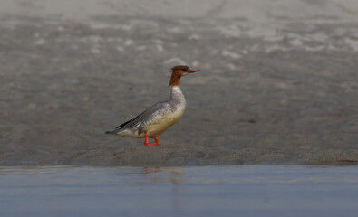 common merganser duck in river