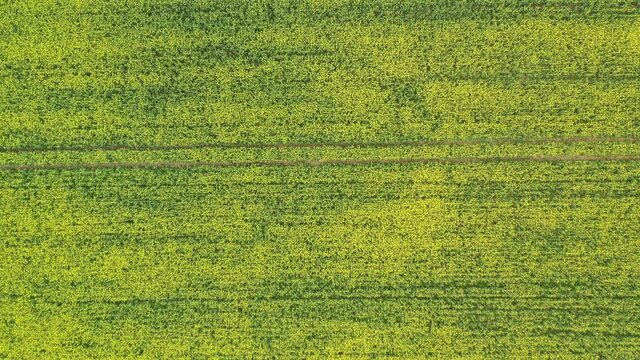 Aerial top down view flying over blooming yellow rapeseed canola field