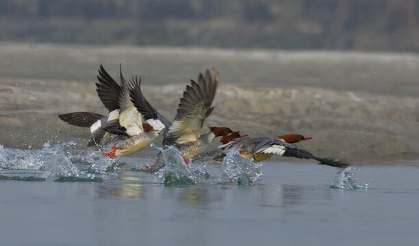 common merganser duck in river