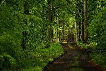 Obraz premium tunnel in the forest
