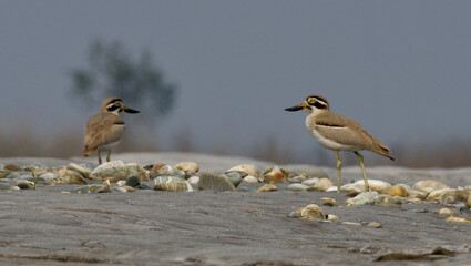 great thick-knee bird in habitat