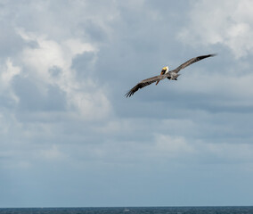 Fototapeta na wymiar pelican in flight