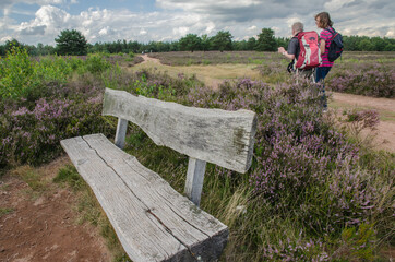 erikablüte in der mehlinger heide
