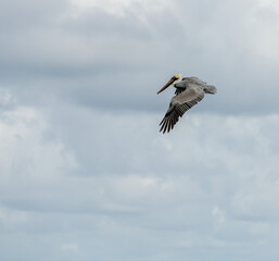 pelican in flight