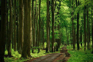 footpath in the forest