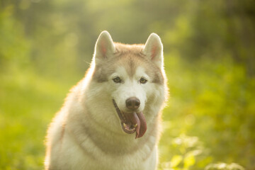 Cute beautiful siberian husky dog sitting in green grass on sunset background and yellow sunny backlight