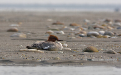 common marganser duck in a lake