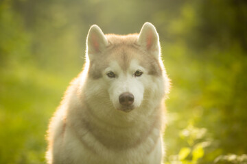 Cute beautiful siberian husky dog sitting in green grass on sunset background and yellow sunny backlight