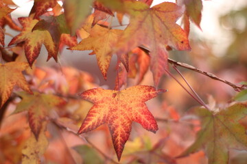 red maple leaves