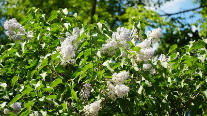 flowers in the grass