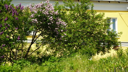 flowers on the fence