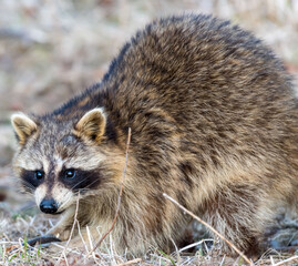 close up of a raccoon