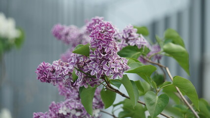 flowers in the garden