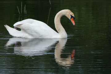 Cigno con riflesso