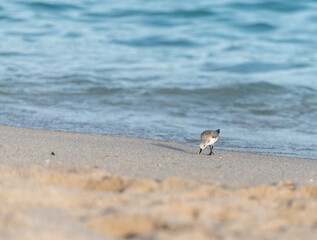 gull on the beach