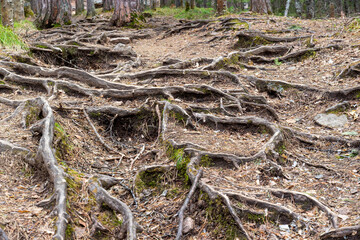 Intertwining twisting roots of pine trees in the coniferous forest in springtime. Visible tree roots on the ground