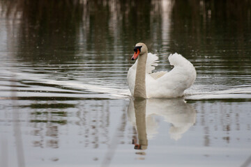 Cigno con ali aperte