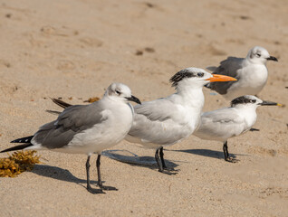 seagulls on the beach