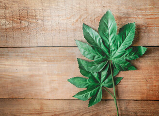 Old wood texture background surface. Top view of surface of wood texture backgrounds. Vintage wood texture background. Natural wood texture. Grunge wood texture. Vensa, summer. Green leaf.