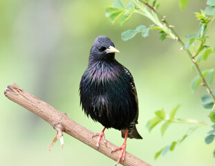 starling