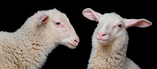 Obraz premium lamb - portrait on a black background