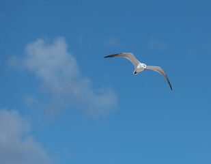 seagull in flight