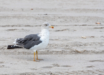 seagull on the beach