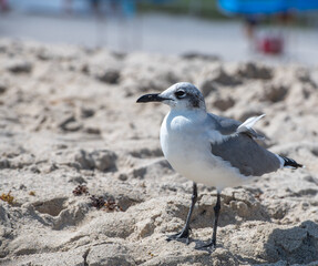 seagull on the beach