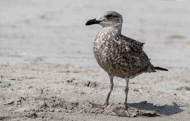 seagull on the beach