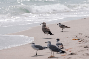 seagulls on the beach