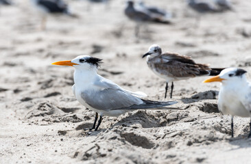 seagull on the beach