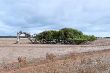 Leaning Tree in Greenough, Western Australia