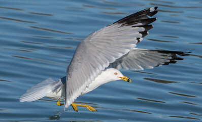 seagull on the water