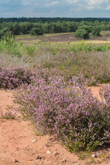 erikablüte in der mehlinger heide
