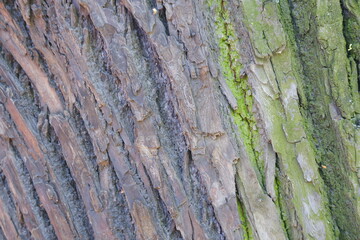 Tree bark texture. Suitable for backgrounds.