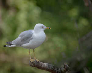 close up of a seagull