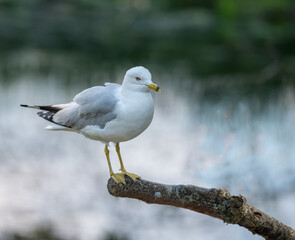 seagull on a branch