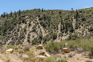 Fototapeta na wymiar Los Padres National Forest, CA, USA - May 21, 2021: Sparsely green forested very steep flank with run-off paths under blue sky. Beige rocks and green shrubs in front.