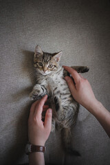 Small tabby kitten in human hands. Playing with a pet, cozy home, cute cubs, taking care of animals concept.