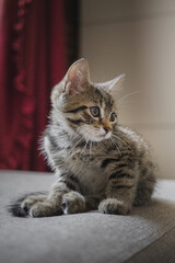 A gray tabby kitten sits on a sofa in a home interior. Close-up portrait of a pet. Cozy home, cute animal concept.