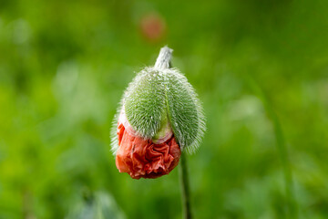 the birth of a poppy flower from a bud flower on a blurry green background